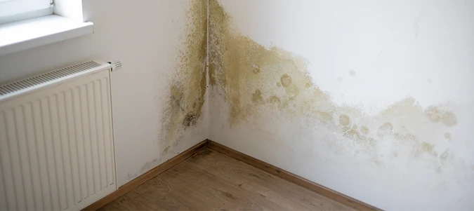 mold services