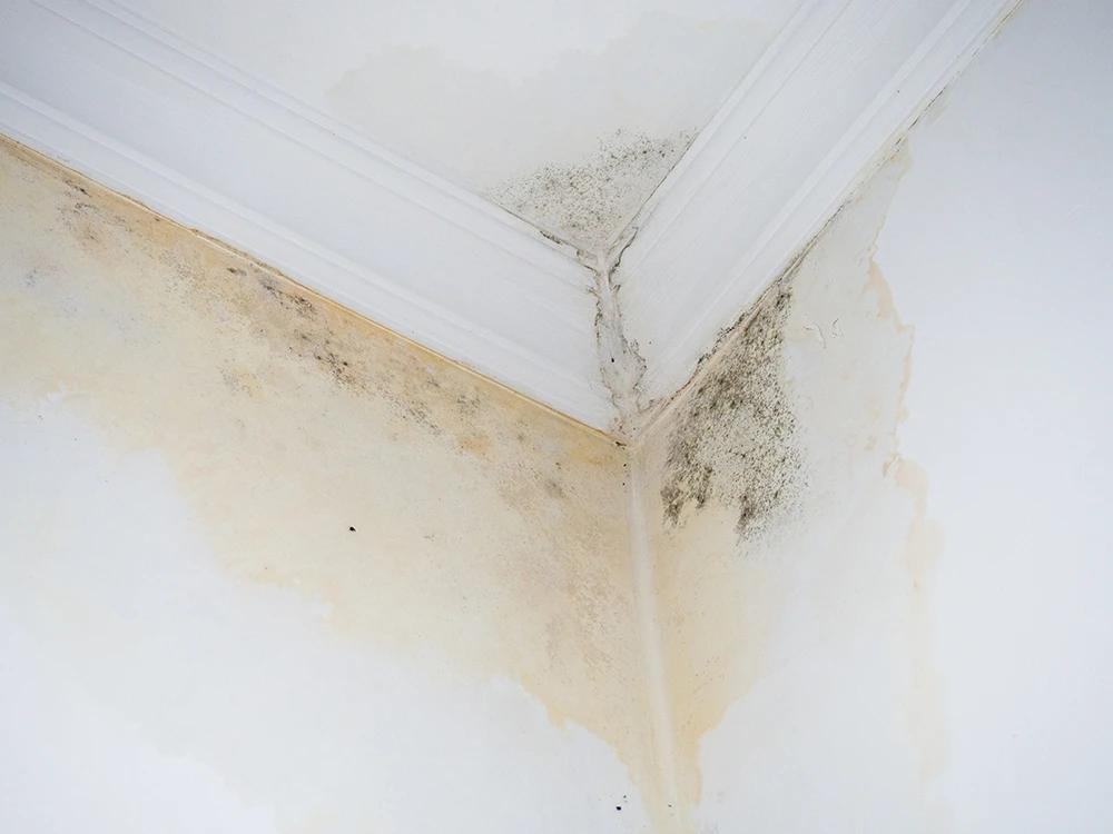 moldy ceiling