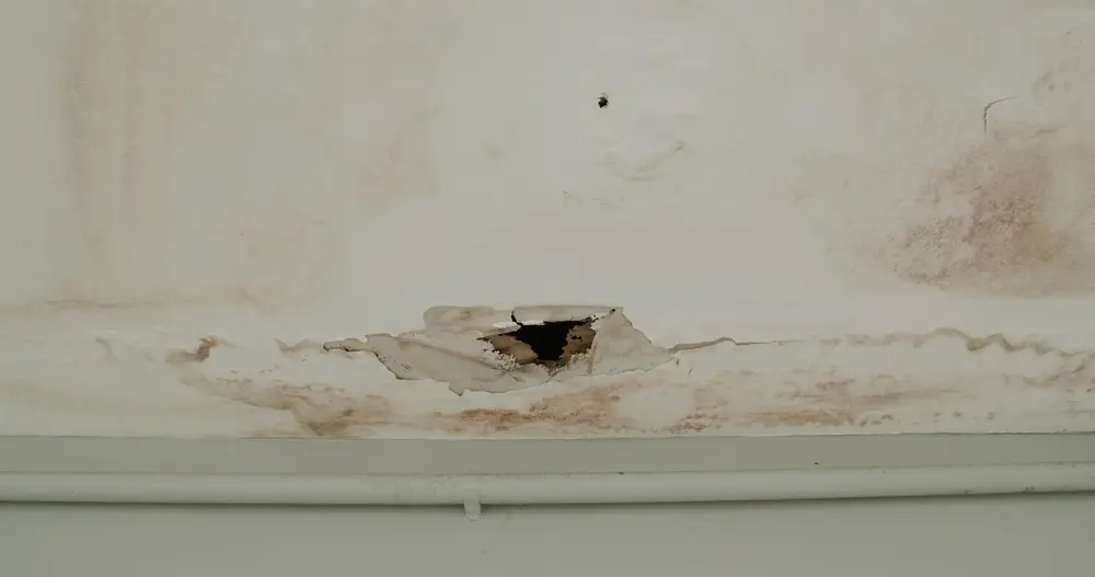 Ceiling panels with fungus outside house from water pipes damaged or rainy leaked. Office building or house problem for house service.