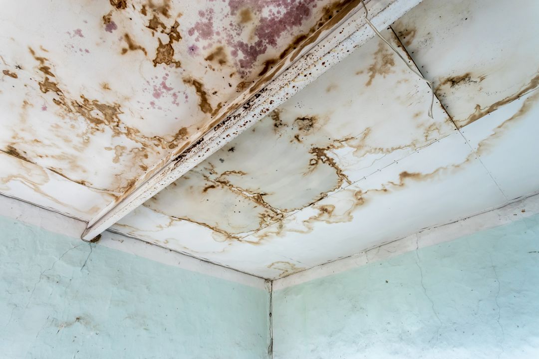 Mold on ceiling